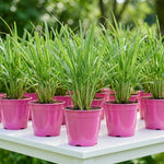 5 Large Lemon Grass Live Plants, Indoor Outdoor Lemongrass Herb Rooted Lemongrass Stalks, Zones 9-11 Spring Planting