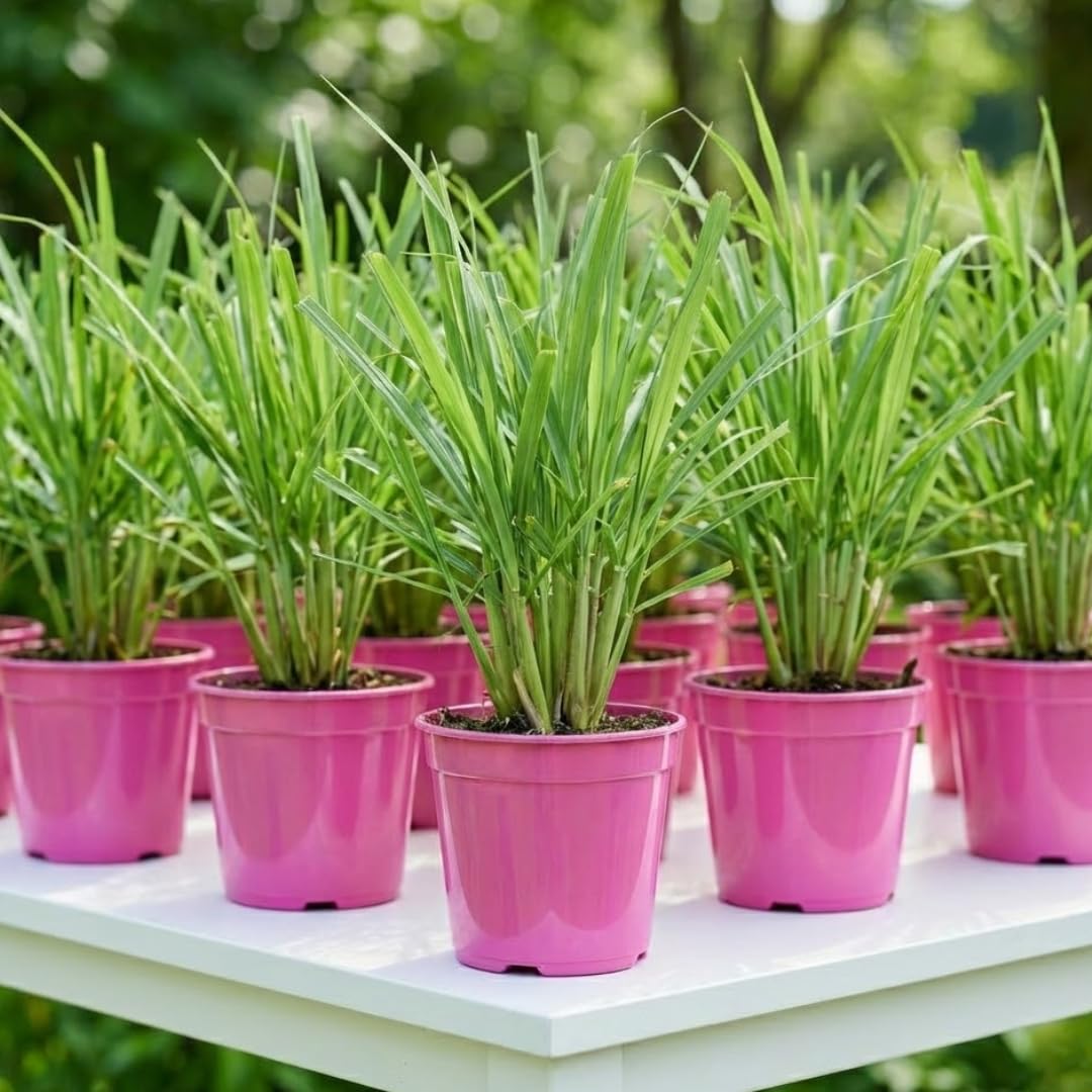 5 Large Lemon Grass Live Plants, Indoor Outdoor Lemongrass Herb Rooted Lemongrass Stalks, Zones 9-11 Spring Planting