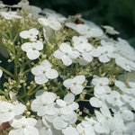 Hydrangea Plant Live, Blooming Garden Bush Hardy Hydrangea Shrub, Vibrant Flowering Plant Indoor Outdoor Well-Rooted 5-9 Inc Tall, Stater Plant (Rare Lacecap Flower White to Blue Pink)