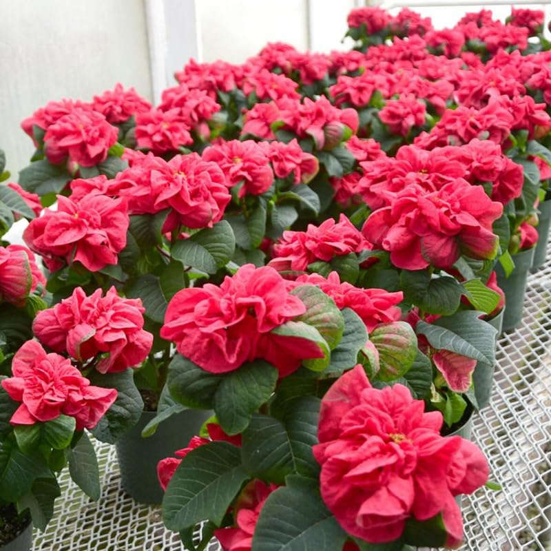 2 Poinsettia Plants Live, Rose Poinsettia Flowers Christmas Decorations, Holiday Houseplant, Poinsettias Trees Plants, No Pot, 5-9" Tall