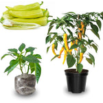 Set 4 Super Hot Peppers Live Plants, 90 Days Old Hot Pepper Chili Plant for Spring Planting, Assorted Color (Hungarian Hot Wax)