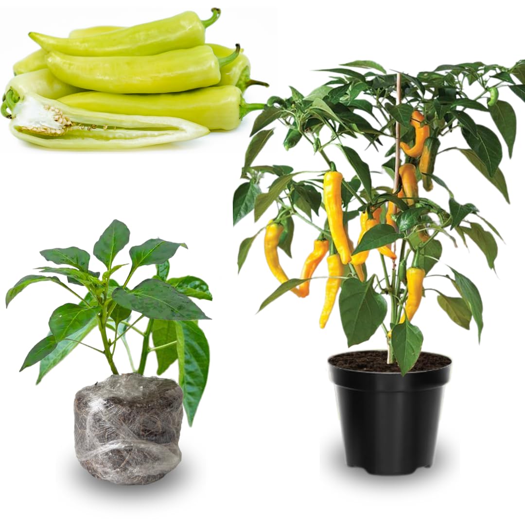 Set 4 Super Hot Peppers Live Plants, 90 Days Old Hot Pepper Chili Plant for Spring Planting, Assorted Color (Hungarian Hot Wax)