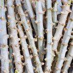 5 Cassava Cuttings for Planting, Cassava Plant Live Cuttings, 6 to 8 Inches Tall
