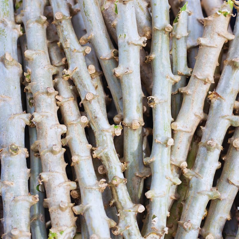 5 Cassava Cuttings for Planting, Cassava Plant Live Cuttings, 6 to 8 Inches Tall
