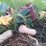 Butternut Squash Live Plant 4" Pot, Live Squash Plants in 3-5 Inch Tall, Vegetable Seedlings for Planting Outdoor Garden