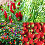 Mix Pepper Plants Live for Planting, in 4" Pot, Hot Chili Pepper for Indoor and Outdoor Growing