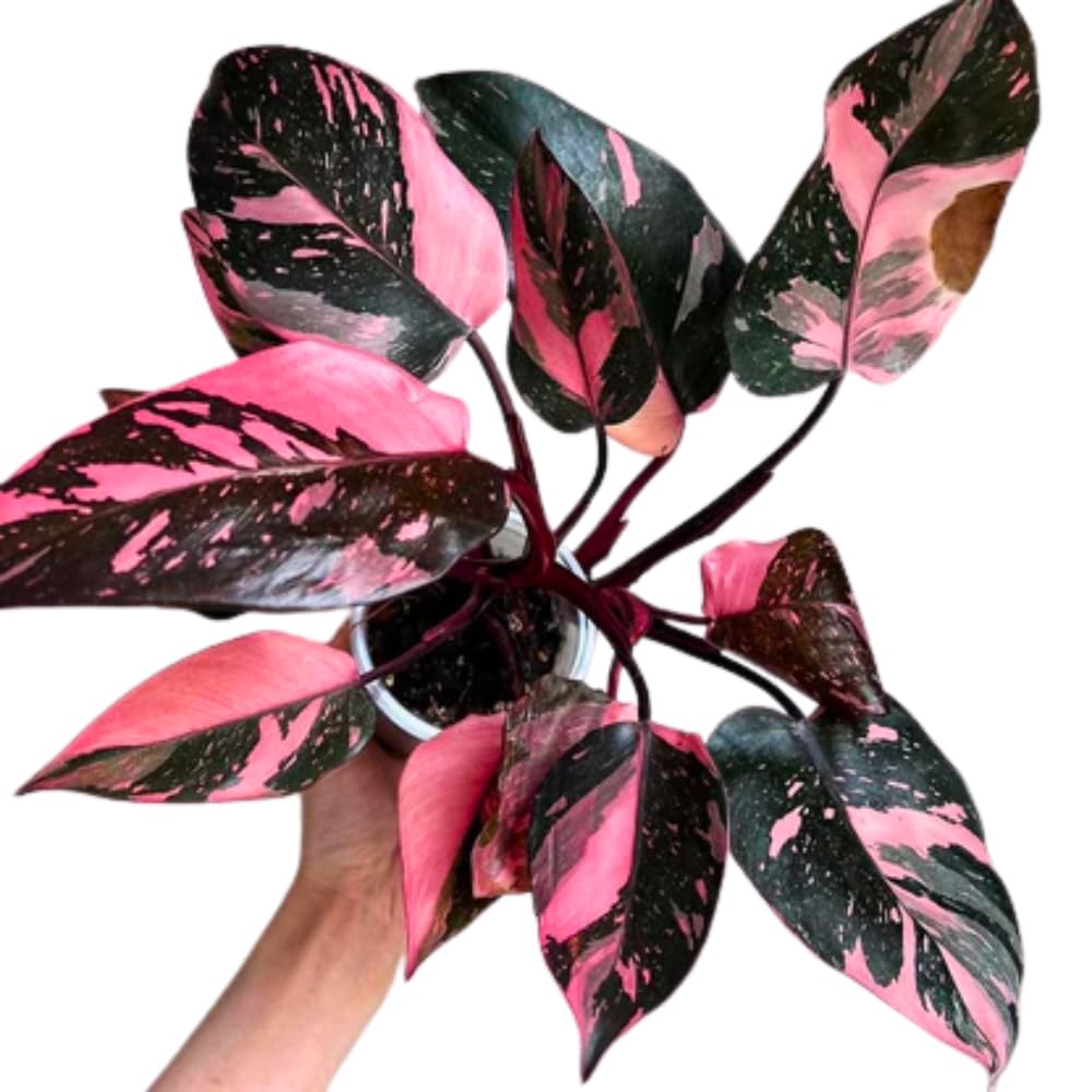 Variegated Philodendron Live Plant 4-8 Inches, Rare Indoor Houseplants for Container Growing (Pink Variegated Philodendron)