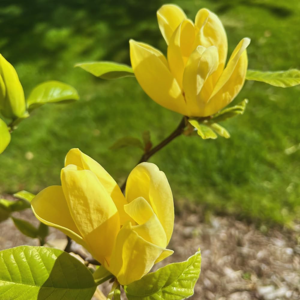 Magnolia Tree Live Plant, Yellow Magnolia Plant Live, 5 to 7 Inches, Tropical Shrub Plants