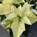 2 Poinsettia Plants Live, Green Poinsettia Flowers Christmas Decorations, Holiday Houseplant, Poinsettias Trees Plants, No Pot, 5-9" Tall