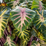 Elephant Ear Plants, Rare Colocasia Plant Live, Perennial Esculenta Taro Alocasia 4-8 Inch Tall, Indoor Outdoor Garden (Pink Veining)
