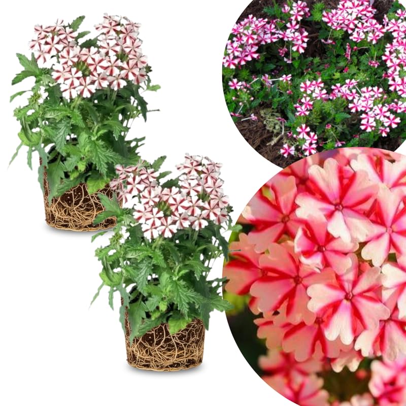 2 Red White Verbena Plants Live, Perennial Ground Cover or Trailing Bushes Shrubs, 5-9 Inches Tall, Verbena Flower for Planting
