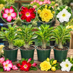 2 Mix Desert Rose Live Plants, Adenium Succulent, 4-6" Tall