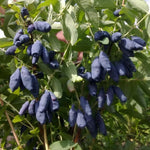Honeyberry Bush Plant, 6-8 Inch Tall Sweet Blue Honey Berry Tree, Perennial Haskap Plant
