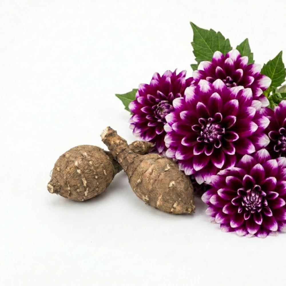 Set 2 Purple White Dahlia Tubers, Decorative Blooms with Striking White, Summer Flowering Perennial, Dahlia Flowers for Indoor Outdoor Growing