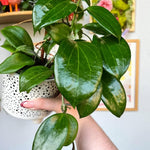 Hoya Quinquenervia Live Plant, Hoya Live Houseplant, Large Leaves, 4-6 inches Tall for Indoor Growing