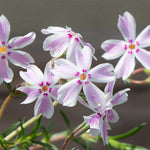 Pack 3 Creeping Phlox Plants Live, 5-9 Inches, Perennial Creeping Phlox Ground Cover Outdoor Garden (White Pink)