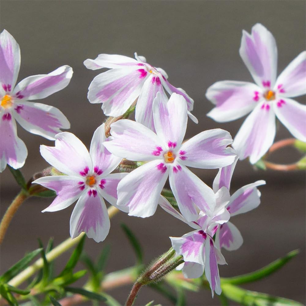 Pack 3 Creeping Phlox Plants Live, 5-9 Inches, Perennial Creeping Phlox Ground Cover Outdoor Garden (White Pink)