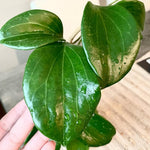 Hoya Quinquenervia Plant Live, Hoya Indoor Plant, Green Foliage, 4-6 inches Tall for Indoor Houseplant