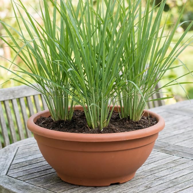 4 Lemongrass Plants Live for Planting, Lemon Grass Live Stalks, Perennial Herb Plants Teady to Grow 10 Inches