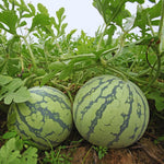 2 Live Red Watermelon Plants for Gardening Indoor Outdoor, Live Watermelon Plants, 3 Inches Tall