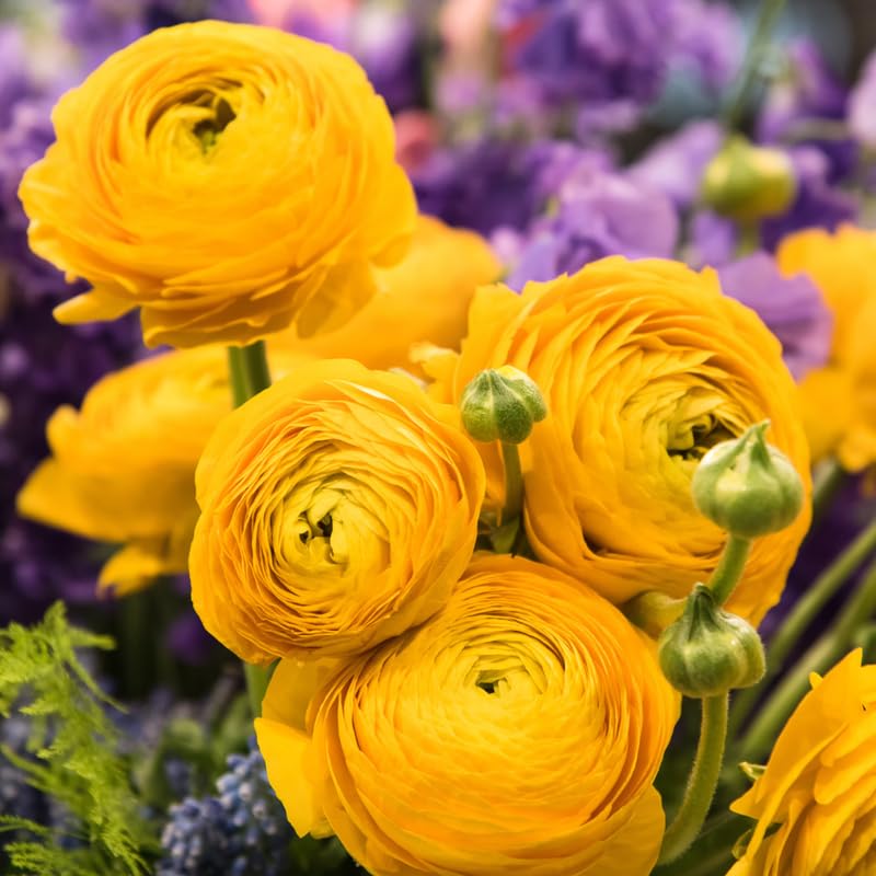 Pack of 30 Ranunculus Bulbs for Spring Planting, Ranunculus Bulbs for Planting, Spring Blooms Vibrant Perennial Bulbs for Garden Borders (Yellow Ranunculus)