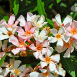 Salmon Oleander Live Plant, Oleander Flower Plants Shrub, Outdoor Growing 4-8 Inches