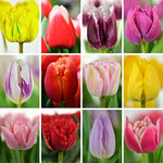 20 Tulip Bulbs for Fall Planting, Large Top Size Tulip Bulbs by Hardiness Zones 3-11, Cold Hardy, Mixed Double Peony Tulip Color for Gardens, Borders or Flowerbeds