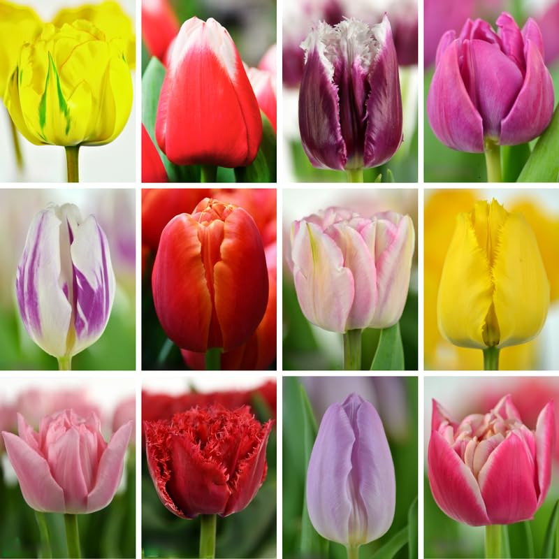 20 Tulip Bulbs for Fall Planting, Large Top Size Tulip Bulbs by Hardiness Zones 3-11, Cold Hardy, Mixed Double Peony Tulip Color for Gardens, Borders or Flowerbeds