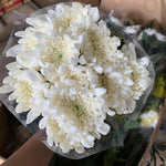 Chrysanthemum Flower Plant, Mums Plant Live, 5 to 7 Inc Tall Chrysanthemum Plants Live for Gardening Outdoor Indoor Planting, White Flower Mum Live Plant