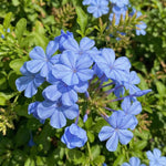 5 Blue Plumbago Cuttings 6–8 Inches, Plumbago Auriculata Plant Cuttings, Blue Flowering Shrub Starter for Outdoor Growing