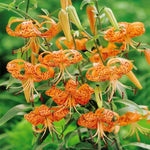 10 Turks Cap Lily Bulbs, Tiger Lily Bulbs with Vibrant Orange Blooms, Hardy Perennial Flowers