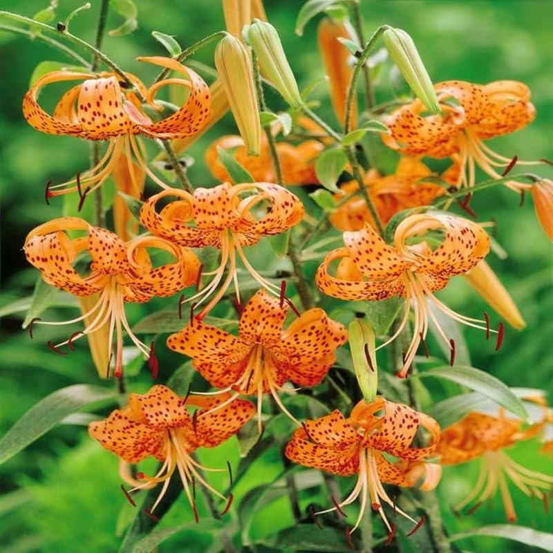 10 Turks Cap Lily Bulbs, Tiger Lily Bulbs with Vibrant Orange Blooms, Hardy Perennial Flowers