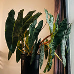 Billietiae Philodendron Plant Live, Rare Tropical Variegated Live Indoor Houseplant, Starter Plants No Pot, 5-9" in Tall