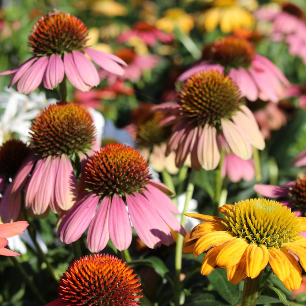 Mixed Echinacea Coneflower Plant, Coneflower Live Plant Perennial 3 Inch Pot