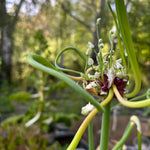 6 Walking Onions Plants Rooted, Egyptian Walking Onion Live Plants for Planting, Cold Hardy Onion Allium for Outdoor Garden