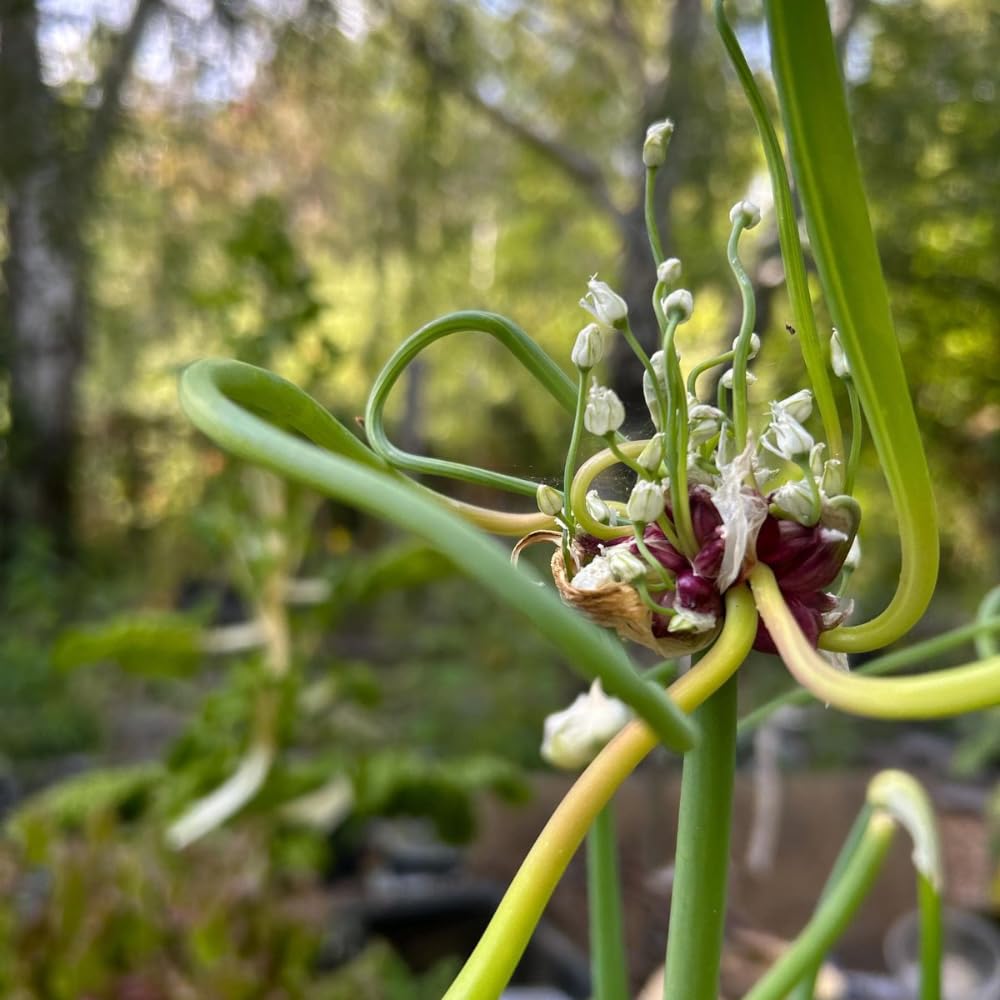 6 Walking Onions Plants Rooted, Egyptian Walking Onion Live Plants for Planting, Cold Hardy Onion Allium for Outdoor Garden
