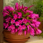 Easter Cactus Plants Live, Spring Bloom, Cold Hardy, 5-9" in Tall, No Pot, Starter Holiday Cactus Plant for Indoor Outdoor Houseplants (Pink)
