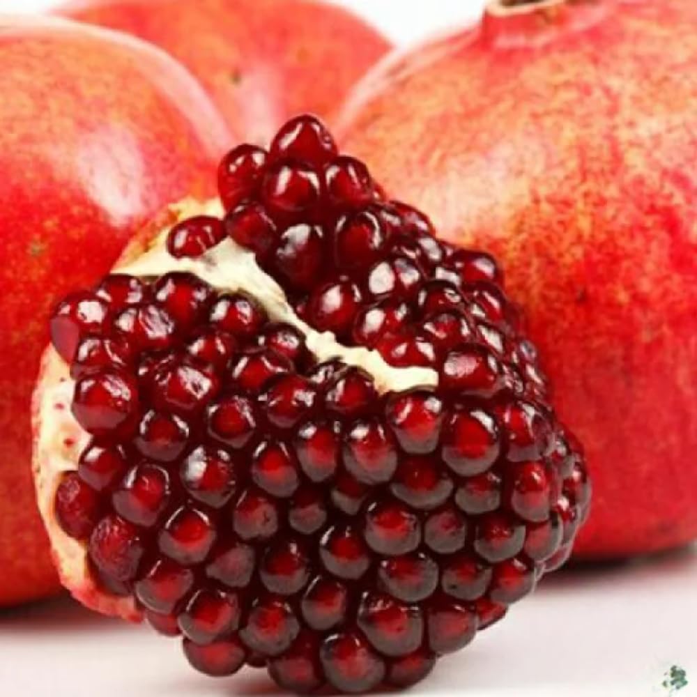 Pomegranate Plant Live Seedling, 5 to 8'' Long, Pomegranate Live Plant, Sweet Fruit Gardening Outside