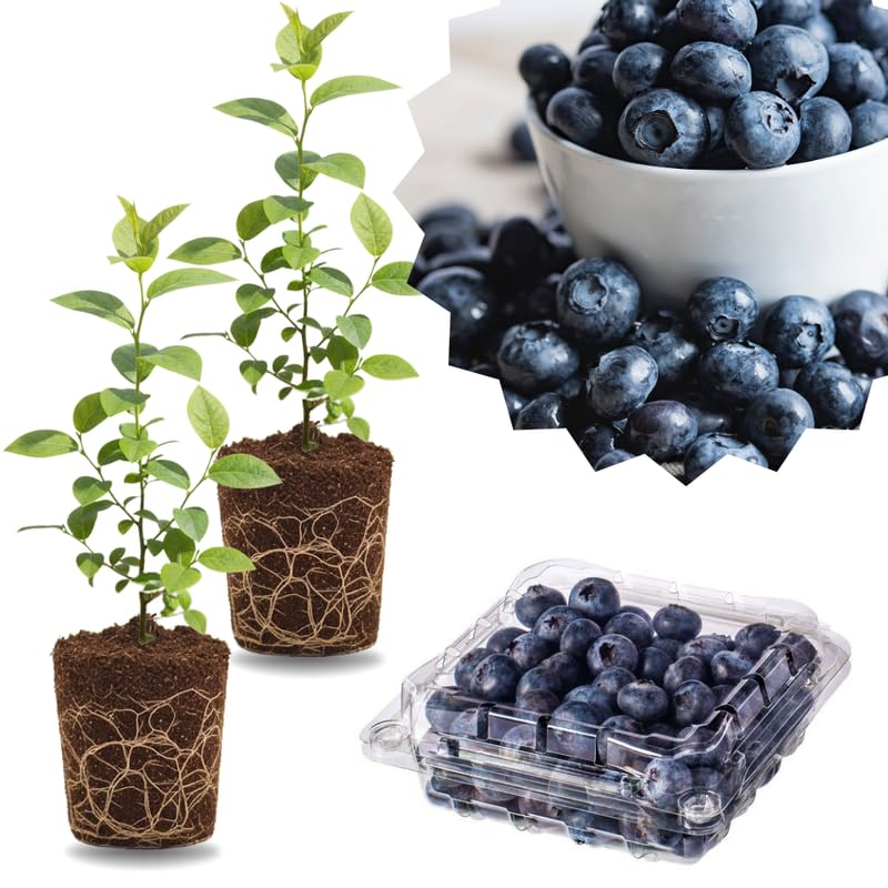 2 Southern Highbush Blueberry Plants Live for Outdoor Growing, Random Blueberry Trees Live Plants, Blueberries Bushes, Hardy and High Yield Seedlings, Starter 4 to 7", No Pot