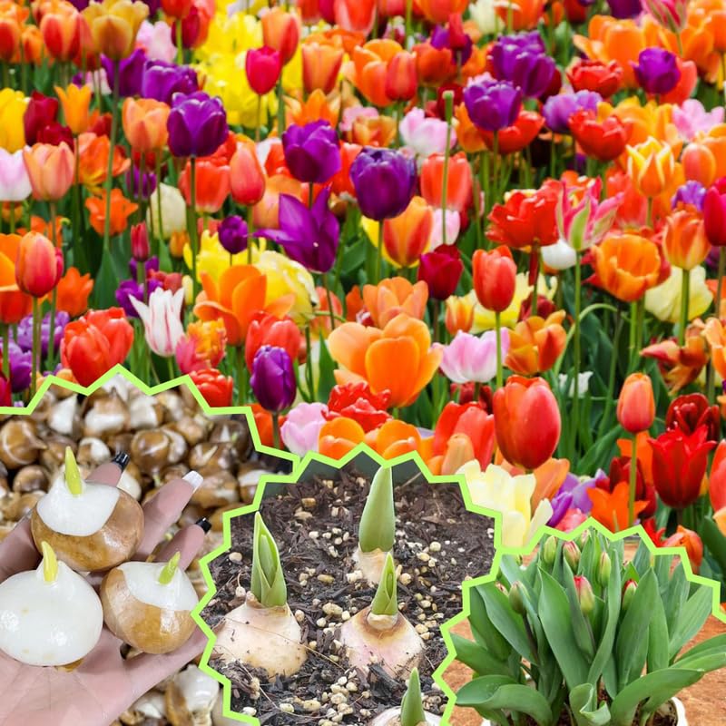 20 Tulip Bulbs for Fall Planting, Large Top Size Tulip Bulbs by Hardiness Zones 3-11, Cold Hardy, Mixed Double Peony Tulip Color for Gardens, Borders or Flowerbeds