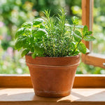 4 Live Fragrant and Edible Herb Plants Combo, Random Assorted Varieties: Rosemary, Basil, Lemon Balm, Mint and Other Herbs