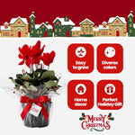 2 Red Cyclamen Plants Live in 4" Pot, Already Bloom in Vibrant Color, Easy to Care for Indoor or Garden Flowering Houseplant