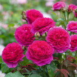 Deep Pink-Purple Climbing Rose Live Plant, 6 Months Old Starter, Fragrant Purple Climbing Roses for Planting Outdoor, No Pot
