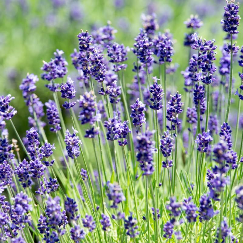 2 Lavender Plants Live Flower, Lavandula Perennial Starter Plants Plugs, 4-8" Tall for Planting Indoor Outdoor (Blue Lavender)