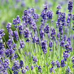 Set 2 Lavender Plants Live, Lavandula Perennial Flower Plants Indoor Outdoor, Well Rooted 4 to 8 Inch Tall to Grow (Blue Lavender)