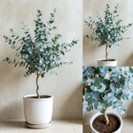 Eucalyptus Plant Live Indoor, Baby Blue Eucalyptus Tree Live Plant, 4 to 7 Inches Tall for Indoor Outdoor Growing