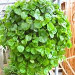 2 Swedish Ivy Plants Live Indoors to Grow in 4 Inches Pot, Plectranthus Fragrant Swedish Ivy House Plants, Live Swedish Ivy Vine, 4-6" Tall (Green Swedish Ivy)