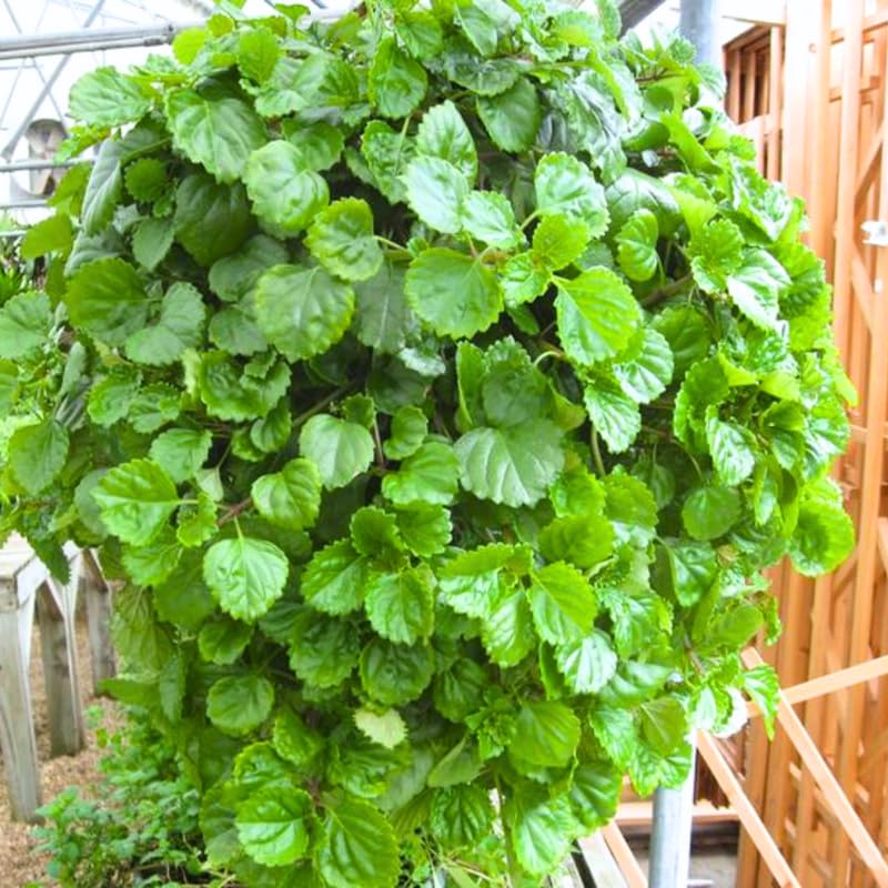2 Swedish Ivy Plants Live Indoors to Grow in 4 Inches Pot, Plectranthus Fragrant Swedish Ivy House Plants, Live Swedish Ivy Vine, 4-6" Tall (Green Swedish Ivy)