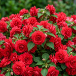 Impatiens Plant Live, Red Double Impatiens Plant, 4-8 Inches Tall, Vibrant Perennial Flowers for Containers, Hanging Baskets and Garden Borders