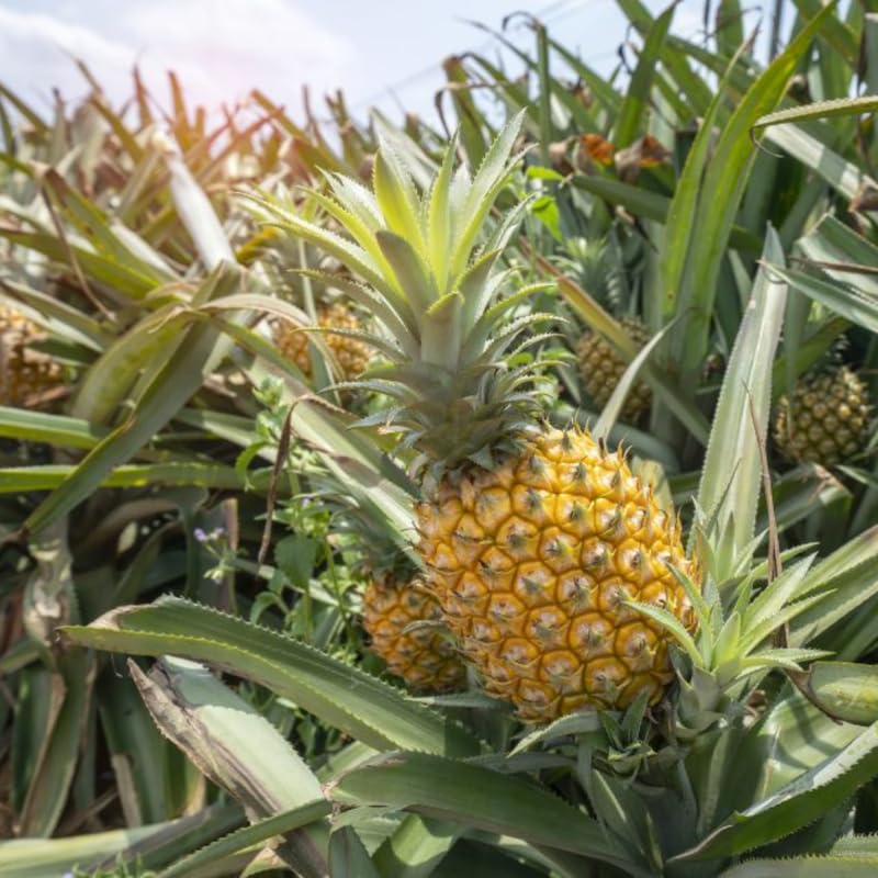 2 Pineapple Plants Live 4 to 7 Inch Tall, Sweet Pineapple Trees Live Plants, Cold Hardy Pineapple Fruit Trees (Elite Gold Pineapple)